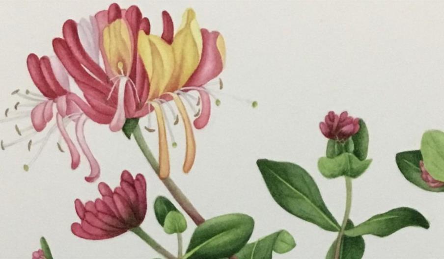 Watercolour illustration of a honeysuckle flower and foliage in soft botanical tones.