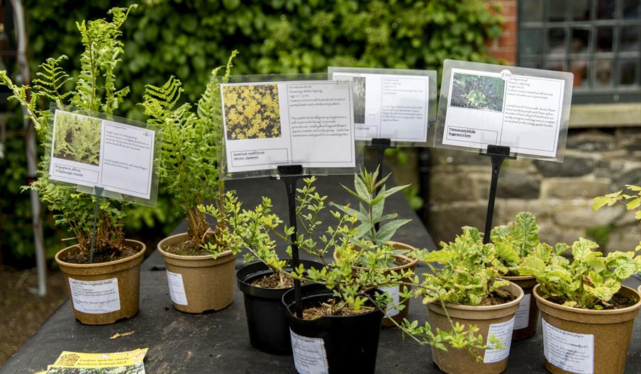 Plant Fair