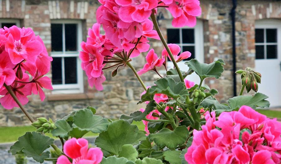 A pot of vibrant pink geraniums sits on a sage green outdoor table, with the historic restored Gardener's Cottages visible in the background at The Wa