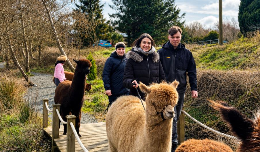 Trek & Treat: Family Halloween Alpaca Trekking & Bouncy Castle Experience
