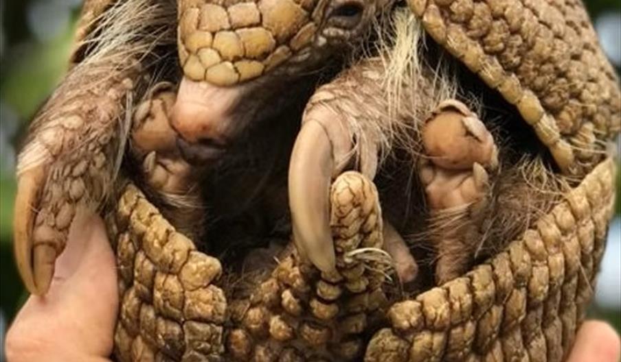 Hand holding armadillo