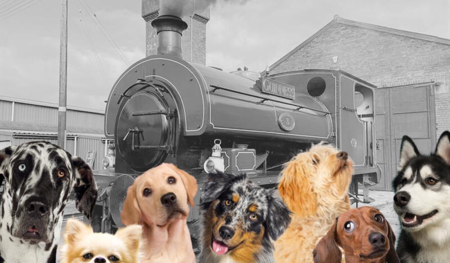 Image of dogs infront of a Steam Train