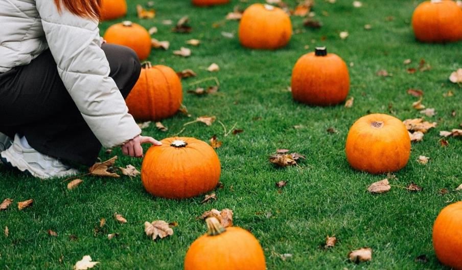 this image shows lines of pumpkins in a field with one childs hand pointing to the pumpkin they want