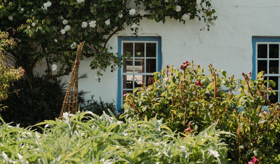 A blue window on a white wall covered in summer plants