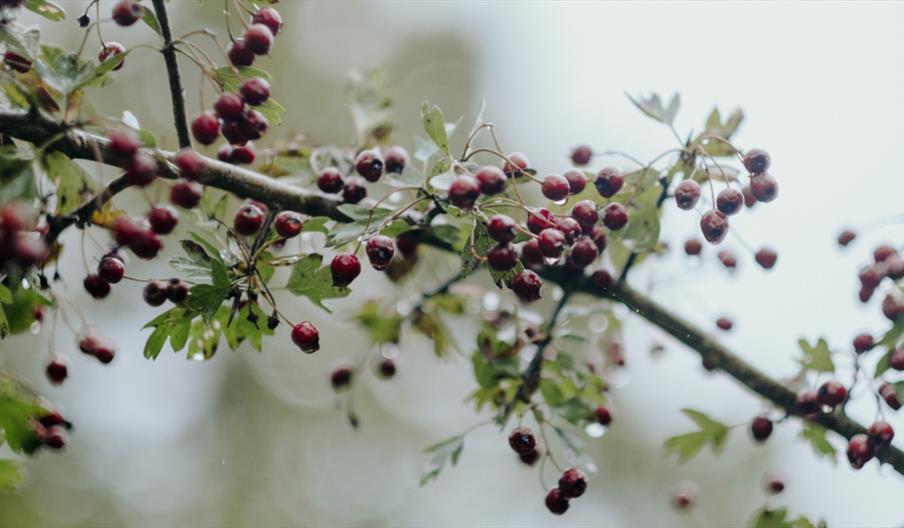 A branch in the rain with red berries and green leaves