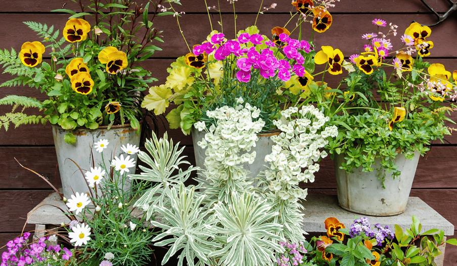 Summer plants in plant pots