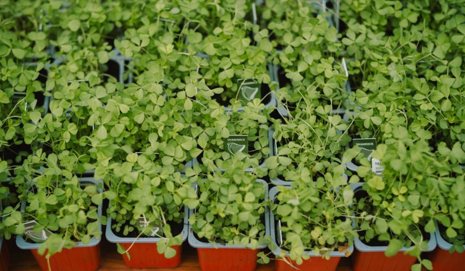 Many pots of green shamrock