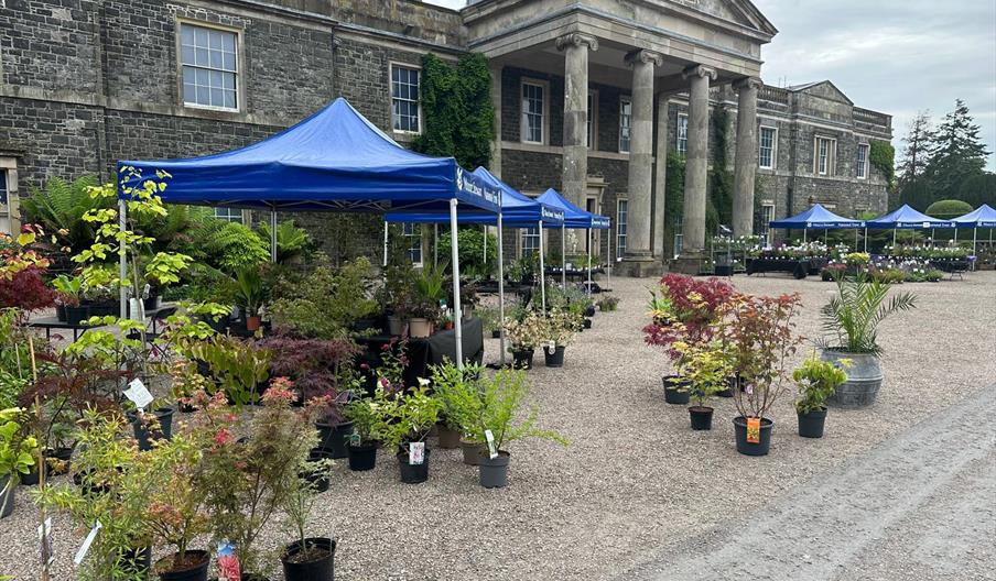 Plant fair at Mount Stewart