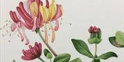 Watercolour illustration of a honeysuckle flower and foliage in soft botanical tones.