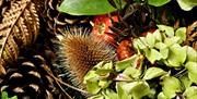 A selection of dried autumn flowers, seedheads and berries