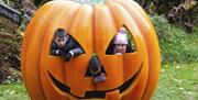 Giant Pumpkin